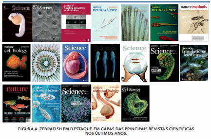 capas publicações.png